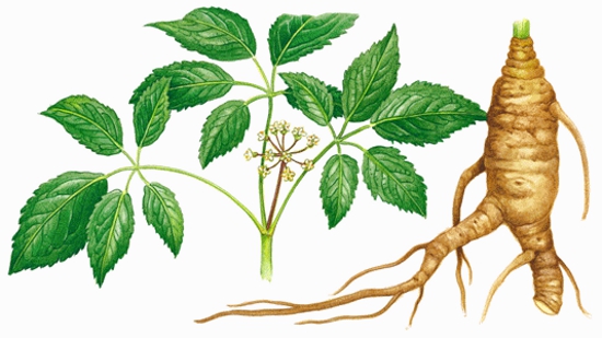 ginseng-racine